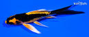 4.25" BENI KIKOKURYU BUTTERFLY