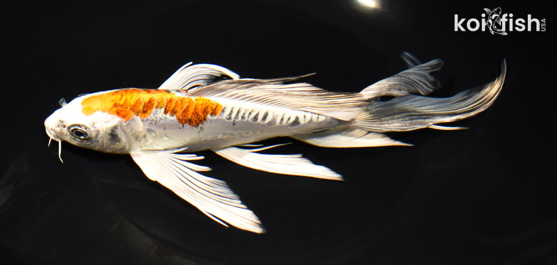 8.5" DOITSU KUJAKU BUTTERFLY