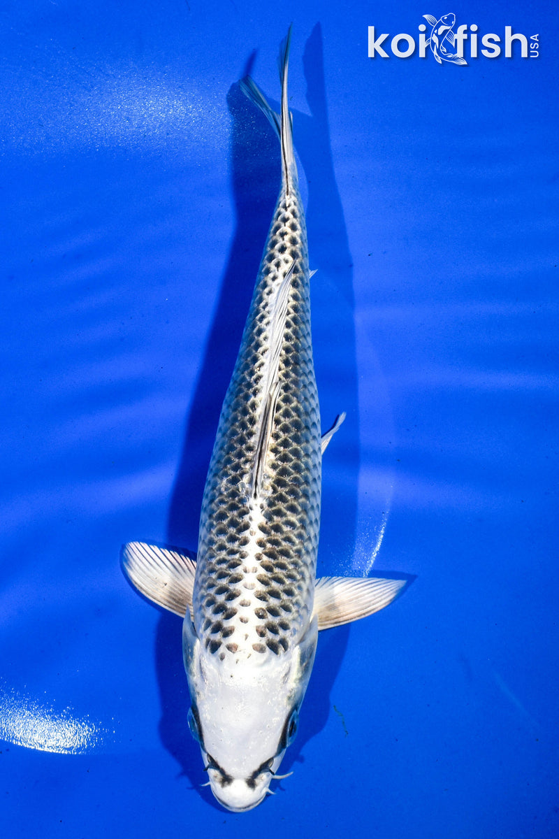8.5" GIN MATSUBA