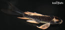 5" BENI KIKOKURYU BUTTERFLY