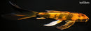10.5" KIN HI UTSURI BUTTERFLY