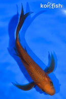 5.5" CHAGOI BUTTERFLY