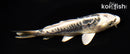 5.5" ARAGOKE KIKOKURYU