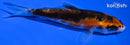 4.5" BENI KIKOKURYU