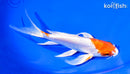 7.5" KIKUSUI BUTTERFLY