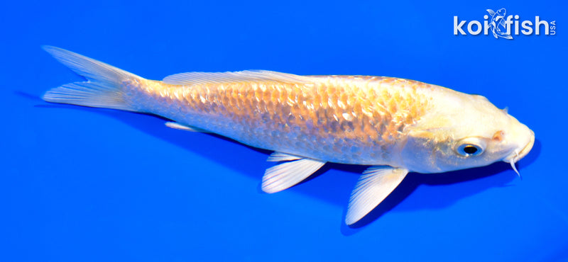 7" GINRIN YAMABUKI OGON