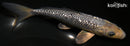 7.25" GINRIN SORAGOI