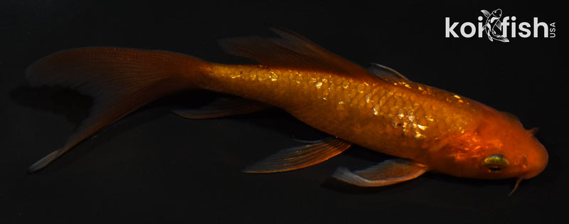 5.5" GINRIN CHAGOI BUTTERFLY