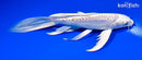 7.25" DOITSU HARIWAKE BUTTERFLY