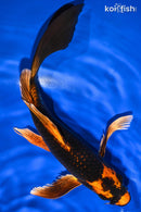 10" KIN ORENJI MATSUBA BUTTERFLY