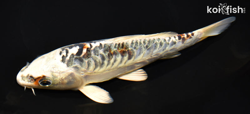 7.75" KUJAKU