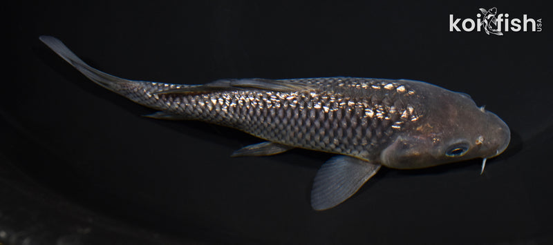 6.75" GINRIN SORAGOI