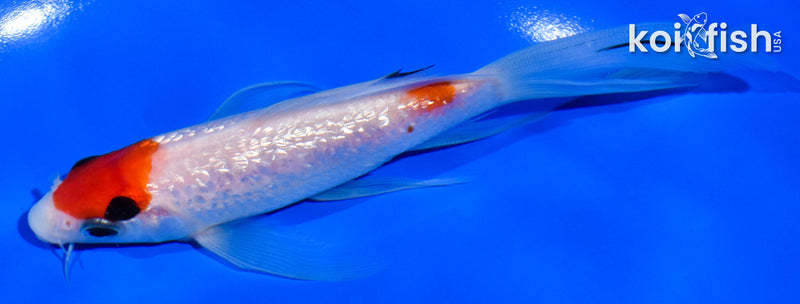 5.5" GINRIN MARUTEN SANKE BUTTERFLY