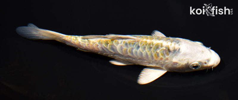 6" ARAGOKE HEISEI NISHIKI