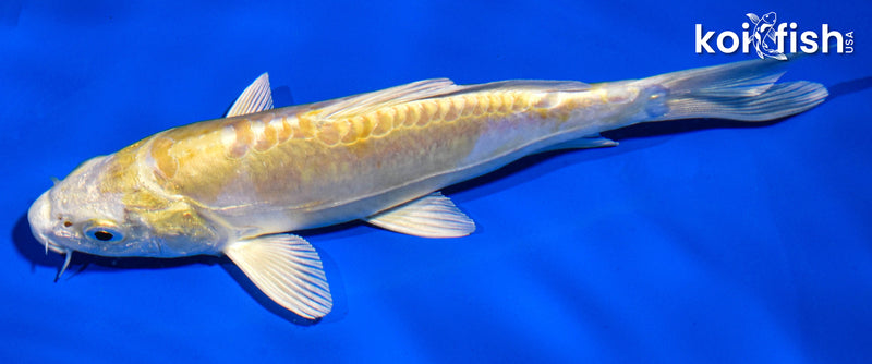 5.5" DOITSU HARIWAKE