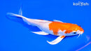7.75" HARIWAKE BUTTERFLY