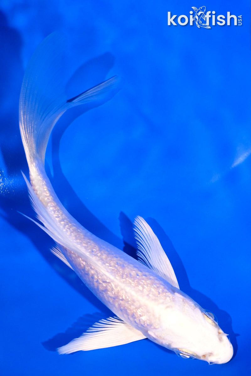 5" GINRIN PLATINUM OGON BUTTERFLY
