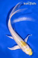 6.75" LEMON HARIWAKE BUTTERFLY