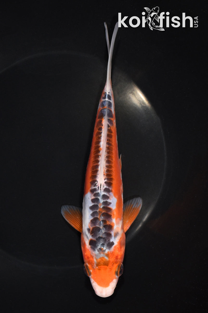 7.5" HI SHUSUI