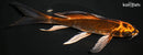 7.75" BENI GINGA BUTTERFLY