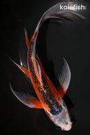 9.75" HI SHUSUI BUTTERFLY