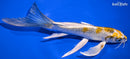 8" KUJAKU BUTTERFLY