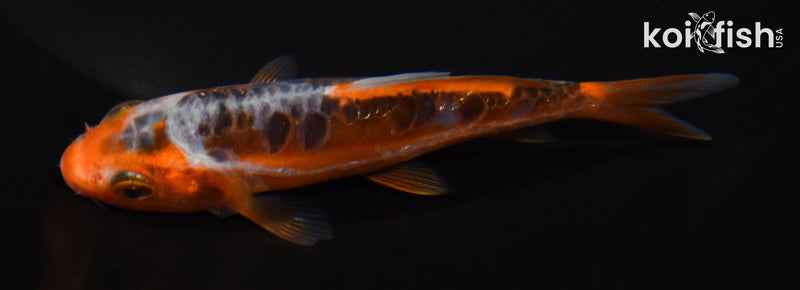 4" HI SHUSUI