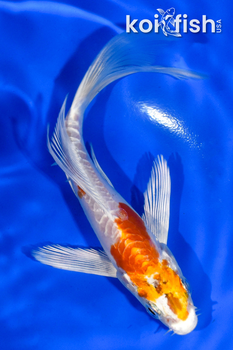 5" KIKUSUI BUTTERFLY