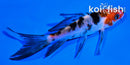 4" SANKE BUTTERFLY
