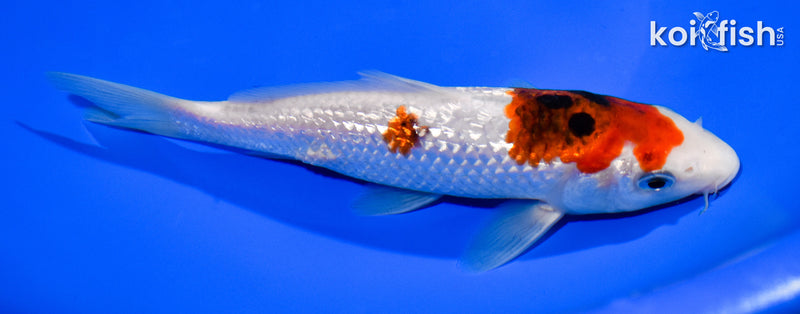 6.5" GINRIN GOROMO