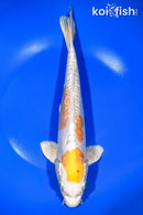 10.75" DOITSU HARIWAKE