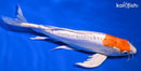 8.5" KIKUSUI BUTTERFLY