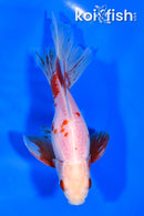 6.5" WATONAI GOLDFISH