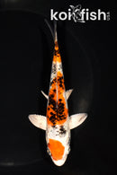 5.75" YAMATO NISHIKI