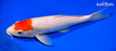 13" TANCHO KOHAKU