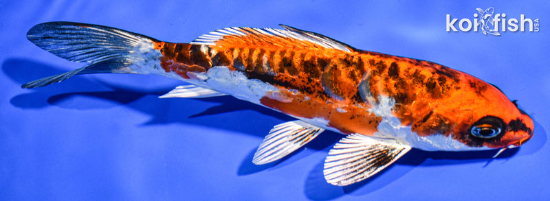 6.5" BENI KIKOKURYU