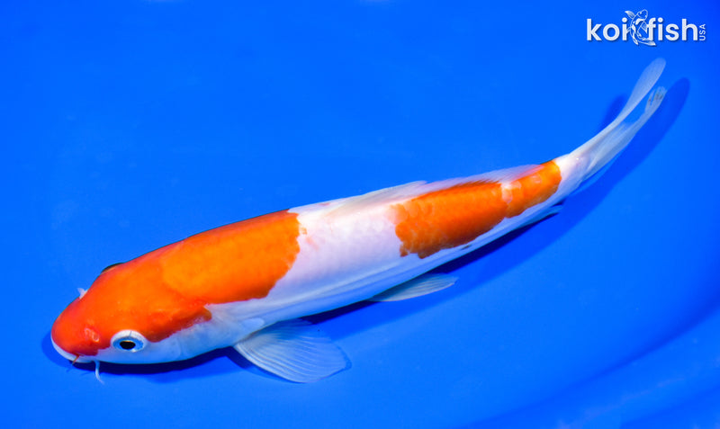 8.5" DOITSU KOHAKU