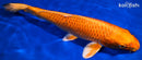 10.75" ORENJI OGON