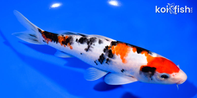 8.25" SANKE
