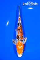 8" GINRIN YAMATO NISHIKI