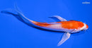 5" HARIWAKE BUTTERFLY
