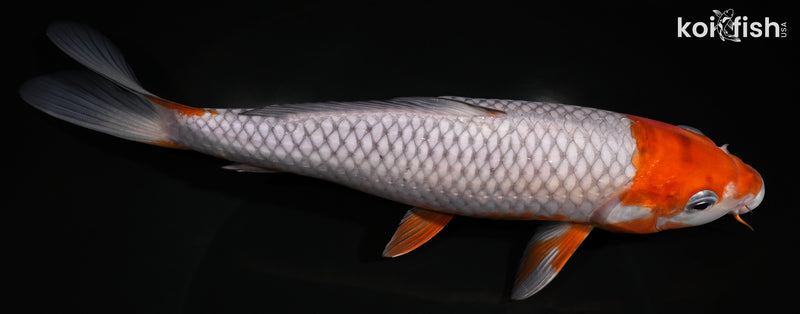 9.25" OCHIBA SHIGURE