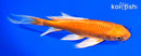 7.25" ORENJI OGON BUTTERFLY