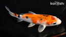 6.75" YAMATO NISHIKI