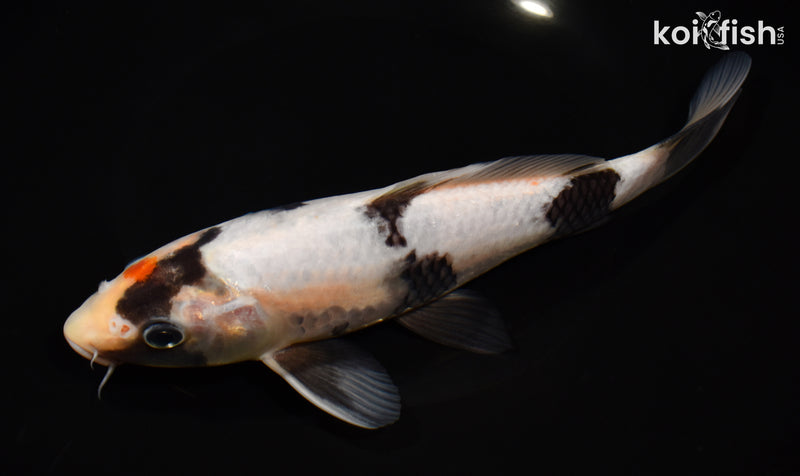 8.5" SHIRO UTSURI