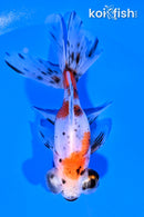 4.75" CALICO TELESCOPE FANTAIL GOLDFISH