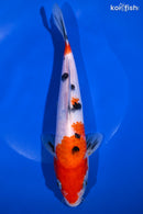 9.5" SANKE