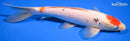 11.25" MARUTEN SANKE