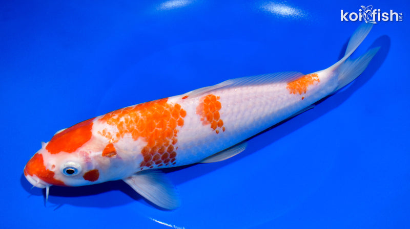 10" KOHAKU