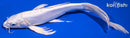 10.5" DOITSU PLATINUM OGON BUTTERFLY